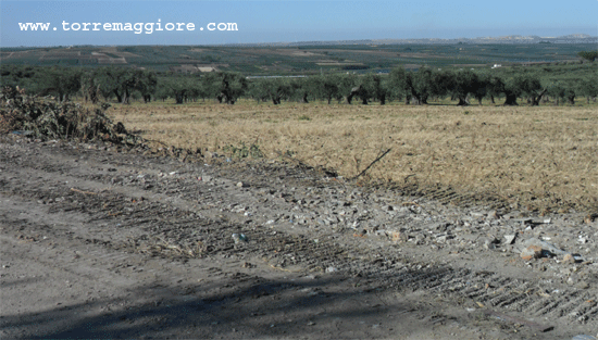 Il Ministero delle Politiche Agricole ha riconosciuto lo stato di calamità naturale per la siccità 2012 a Torremaggiore