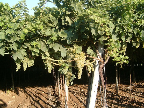 Terminato a Torremagggiore l’incontro tra agricoltori,commercianti e istituzioni. Resta il basso prezzo di acquisto dell’uva da vino