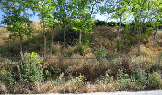 Rubata la statua di Padre Pio a Torremaggiore presso la Cappella della Madonna della Torre di Pagliara Vecchia: sconcerto della cittadinanza