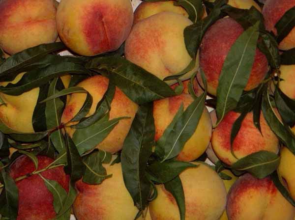 Torremaggiore: il mercato settimanale previsto il 15 agosto è stato rinviato al 16 agosto 2016