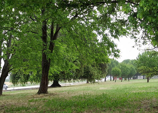 La grande quercia di Torremaggiore sarà presente nel calendaio 2021 degli alberi monumentali italiani: classificata al secondo posto tra i migliori scatti