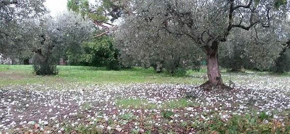 Grandine a Torremaggiore: la nota dei partiti della maggioranza