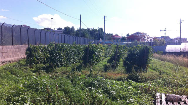 Smantellato lo storico vigneto creato dalla Coop Fortore di Torremaggiore: ampia discussione sui social