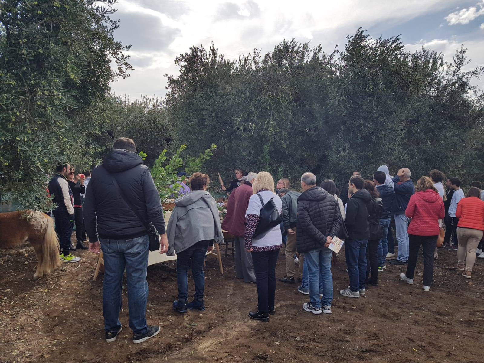 Olio e contorni 2018, le riflessioni dell’Associazione Vitivinicola Dauna e La Peranzana oliva e olio della Daunia