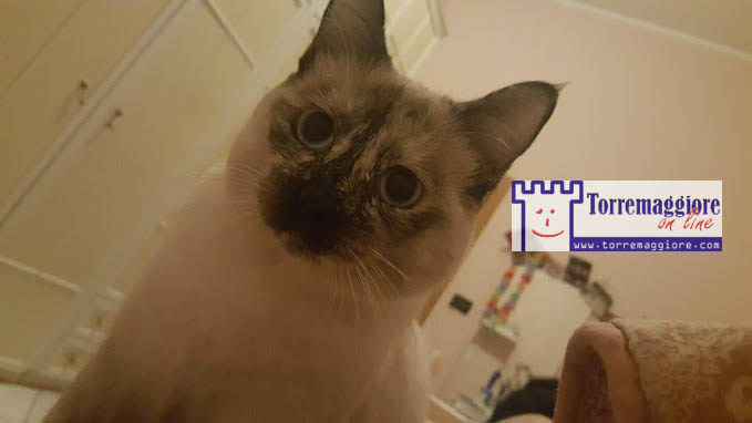 Smarrito gatto siamese a Torremaggiore dal 1 marzo