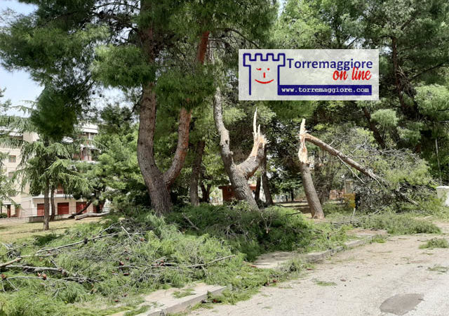 Alberi caduti ed altri danni a causa delle forti raffiche di vento a Torremaggiore