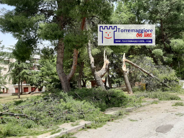 Alberi caduti ed altri danni a causa delle forti raffiche di vento a Torremaggiore