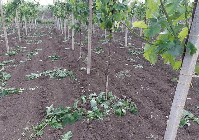 Raffiche di vento nella notte del 14 maggio 2020 hanno falcidiato i vigneti nell’Alto Tavoliere ed anche a Torremaggiore