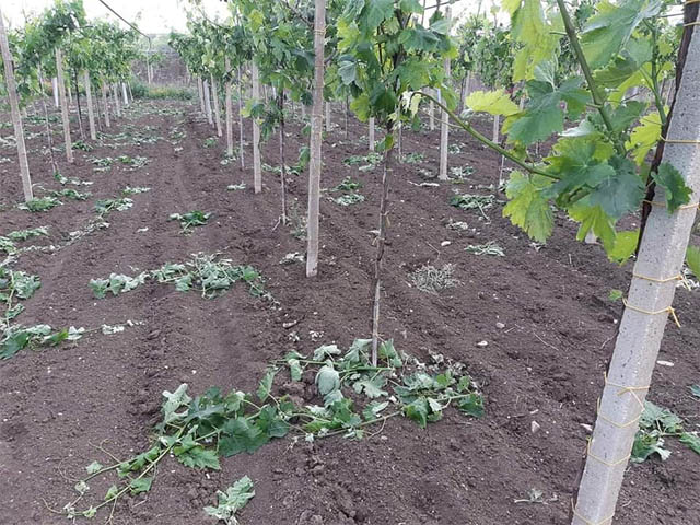 Raffiche di vento nella notte del 14 maggio 2020 hanno falcidiato i vigneti nell’Alto Tavoliere ed anche a Torremaggiore