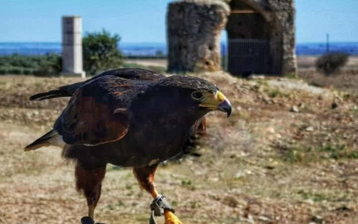 Torremaggiore: sabato 23 ottobre 2021 andrà in onda su Rai Tre alle ore 11 un servizio dedicato a Castel Fiorentino di Puglia