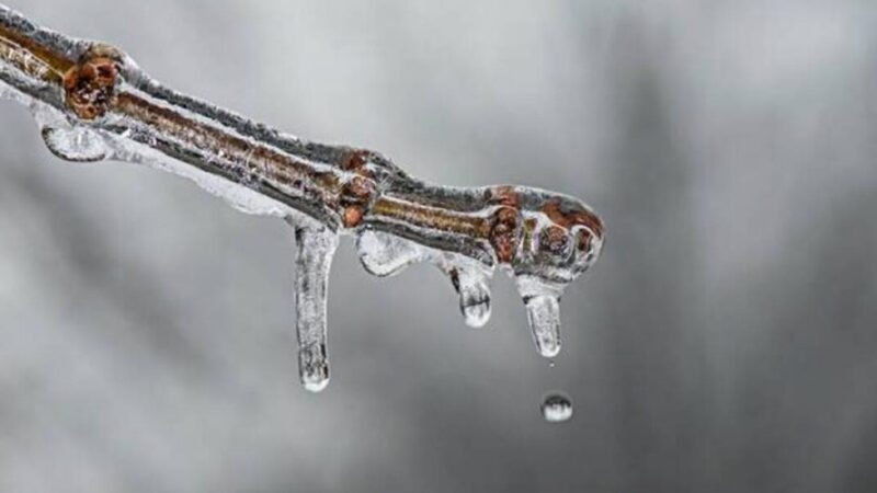 Danni in agricoltura a causa della gelata: il Comune di Torremaggiore ha attivato la modulistica da inviare per attivare la procedura per lo stato di calamità naturale