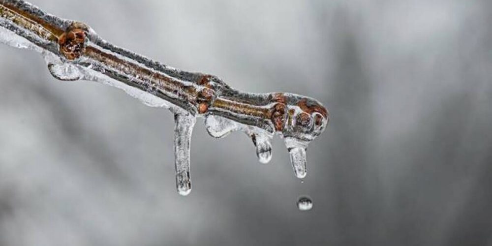 Danni in agricoltura a causa della gelata: il Comune di Torremaggiore ha attivato la modulistica da inviare per attivare la procedura per lo stato di calamità naturale