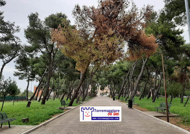 Svariati alberi secchi nella Pineta Comunale Baden Powell di Torremaggiore. A quando un serio rilancio del polmone verde locale che vada a preservare la nostra identità nel solo interesse della comunità?