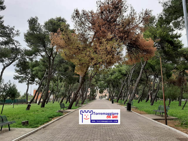 Svariati alberi secchi nella Pineta Comunale Baden Powell di Torremaggiore. A quando un serio rilancio del polmone verde locale che vada a preservare la nostra identità nel solo interesse della comunità?