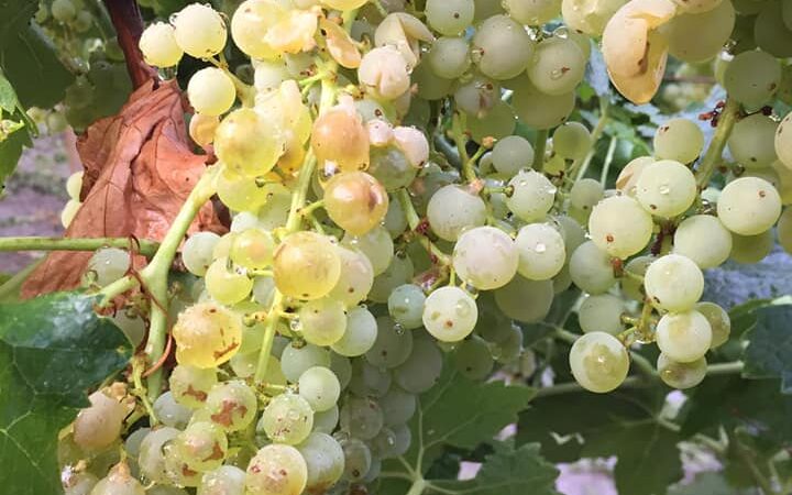 Grandine a Torremaggiore: ingenti danni ai vigneti nelle contrade Valle Mastroianni, Stella,Ponte del Porco e Tatozzo. Per la CIA Puglia le perdite si attestano al 70%