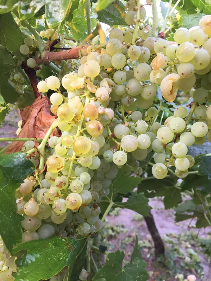 Grandine a Torremaggiore: ingenti danni ai vigneti nelle contrade Valle Mastroianni, Stella,Ponte del Porco e Tatozzo. Per la CIA Puglia le perdite si attestano al 70%