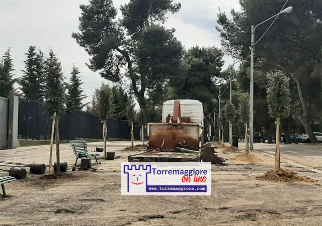 Torremaggiore: al via con la piantumazione dei lecci su Viale Giuseppe Di Vittorio