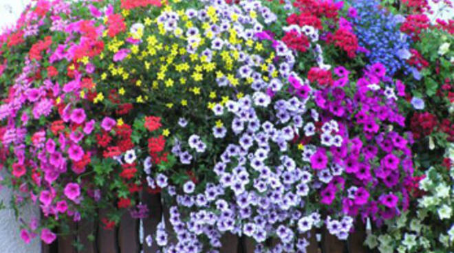 Al via con la Prima Edizione del concorso Torremaggiore in Fiore: scadenza iscrizioni 21 maggio 2022