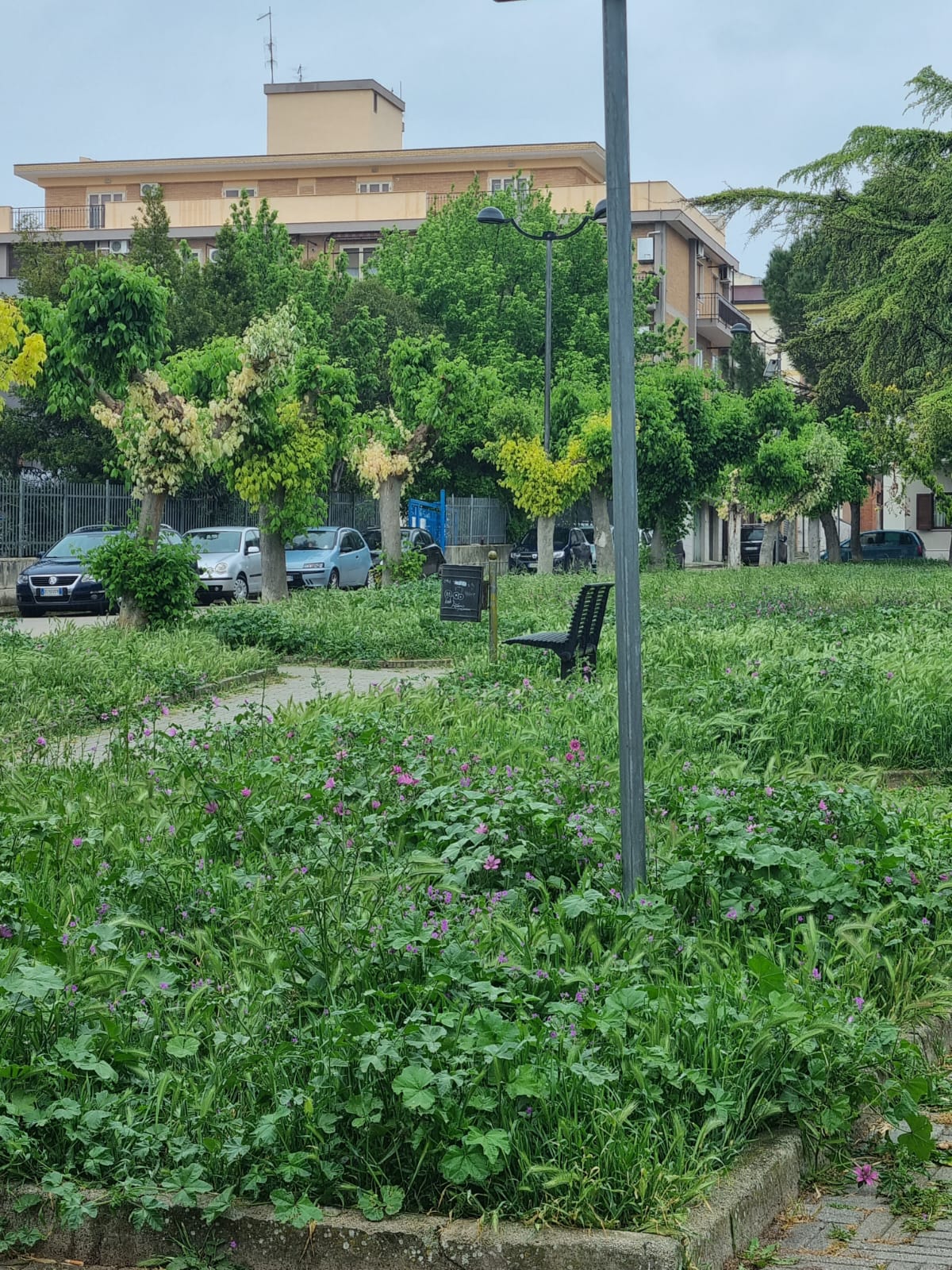 Nota delle segreterie politiche cittadine dell’opposizione sulla manutenzione del verde pubblico : se piove l’erba cresce e il cavallo campa