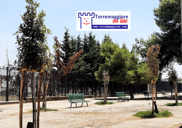 Torremaggiore: secchi gran parte degli alberi piantati nei pressi di Viale Giuseppe Di Vittorio prima del Cimitero