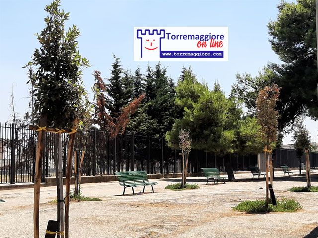 Torremaggiore: secchi gran parte degli alberi piantati nei pressi di Viale Giuseppe Di Vittorio prima del Cimitero