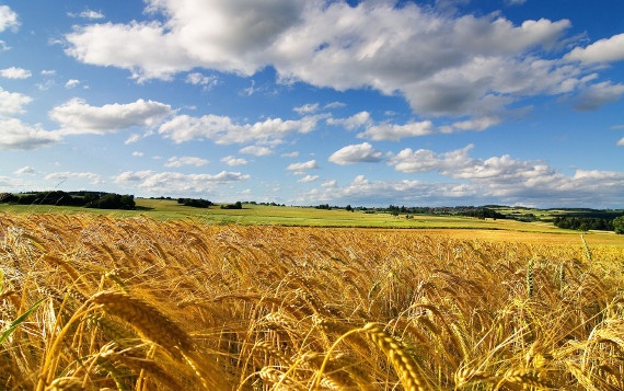 L’industria di macinazione dei grani duri in Capitanata: evoluzione e controllo di gestione, se ne parla con il docente torremaggiorese Enzo Quaranta all’Università di Foggia il 9 aprile 2024