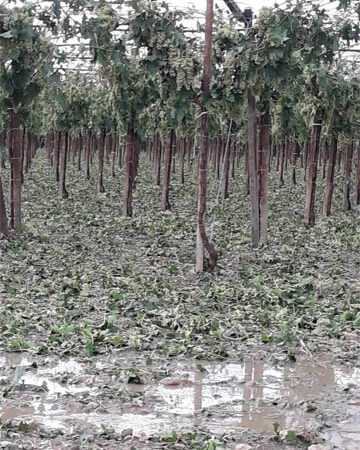 Grandinata e tromba d’aria nell’agro torremaggiorese nel pomeriggio del 13 agosto 2022: danni nelle Contrade Camerata, Stella e Figurella