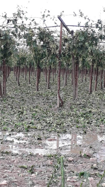 Grandinata e tromba d’aria nell’agro torremaggiorese nel pomeriggio del 13 agosto 2022: danni nelle Contrade Camerata, Stella e Figurella