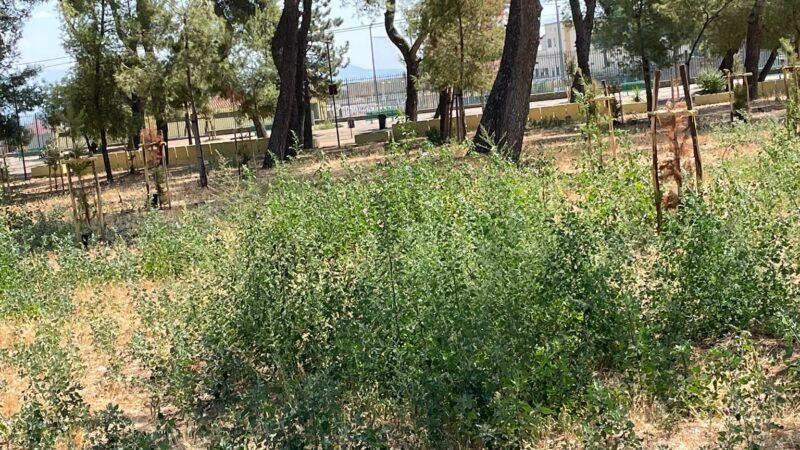 Fratelli d’Italia Torremaggiore: l’estate sta finendo con la pineta piena di erbacce e con una amministrazione comunale immobile