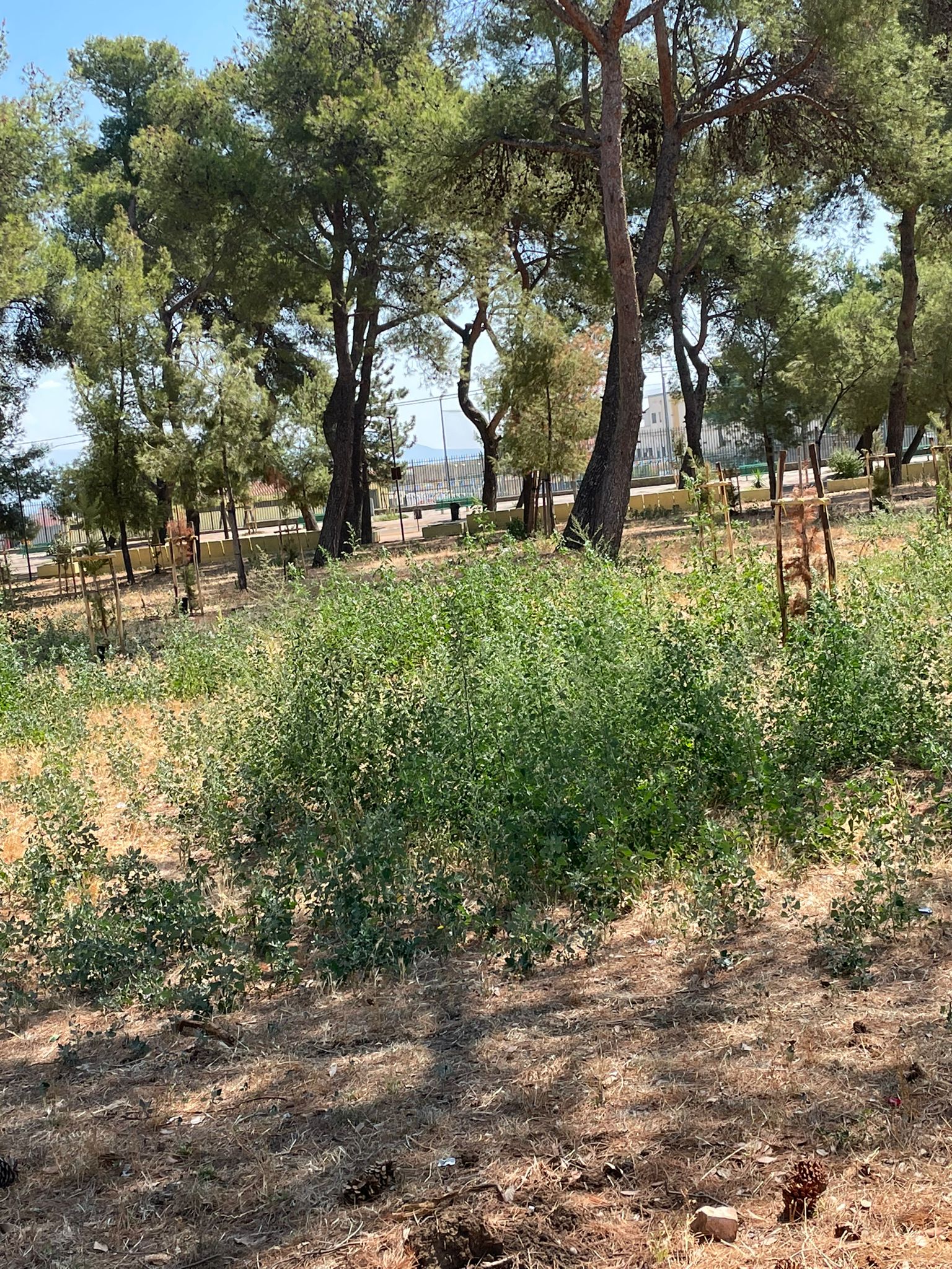 Fratelli d’Italia Torremaggiore: l’estate sta finendo con la pineta piena di erbacce e con una amministrazione comunale immobile