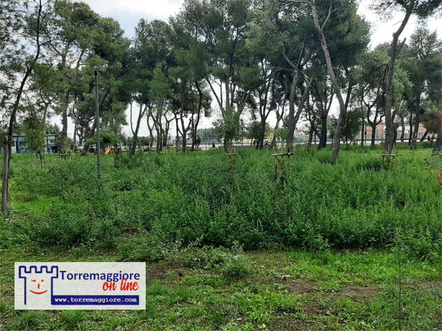 Erba alta nella Pineta Comunale Baden Powell di Torremaggiore : si richiedono lavori immediati di taglio e pulizia