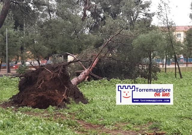 Vento forte a Torremaggiore: alberi abbattuti in Pineta e su Viale Giuseppe Di Vittorio sradicato il cartellone dei necrologi