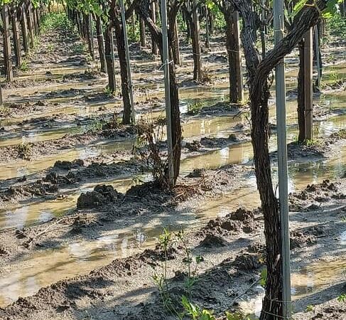 Fratelli d’Italia Torremaggiore: Consulta dell’Agricoltura cercasi