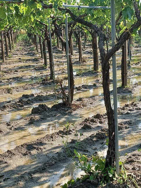Fratelli d’Italia Torremaggiore: Consulta dell’Agricoltura cercasi