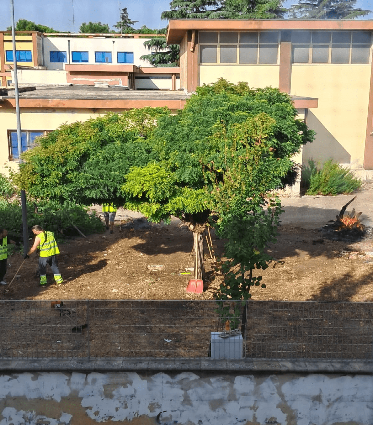 Centrodestra torremaggiorese: e dopo le segnalazioni si cominciano a pulire i cortili della Scuola Media ex Celozzi, bruciando i rifiuti vegetali durante l’orario di lezione!