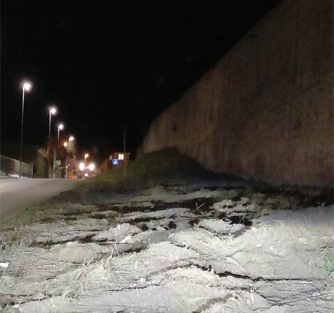 Riflessione pubblica di Lino Monteleone (Forza Italia PPE) sul taglio degli alberi al cimitero e sull’abbattimento delle magnolie di Via Reinella