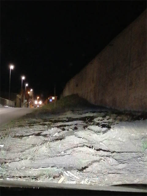 Riflessione pubblica di Lino Monteleone (Forza Italia PPE) sul taglio degli alberi al cimitero e sull’abbattimento delle magnolie di Via Reinella