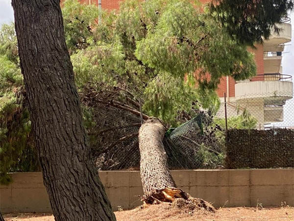 Pubblica denuncia di Noi Moderati Torremaggiore sulla non cura del verde pubblico