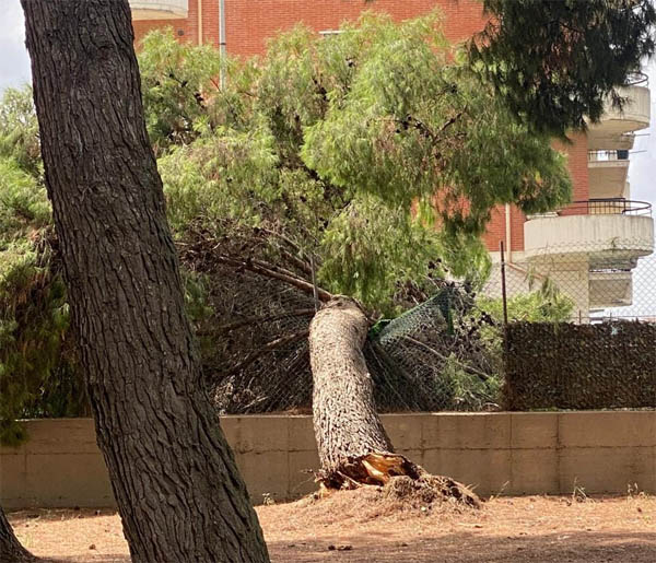 Pubblica denuncia di Noi Moderati Torremaggiore sulla non cura del verde pubblico