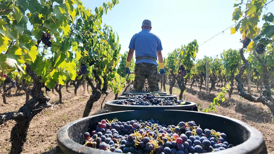 Pratiche sleali in agricoltura nell’Alto Tavoliere pugliese : oltre ai furti di uva da vino i viticoltori di Torremaggiore, San Severo, Serracapriola e Chieuti stanno consegnando le uve alle cantine senza quotazioni sul prezzo, denuncia della Coldiretti Puglia