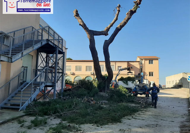 Tagliati alberi nel parco del PTA Nicola Bellantuono di Torremaggiore: benvenuto deserto anche qui!
