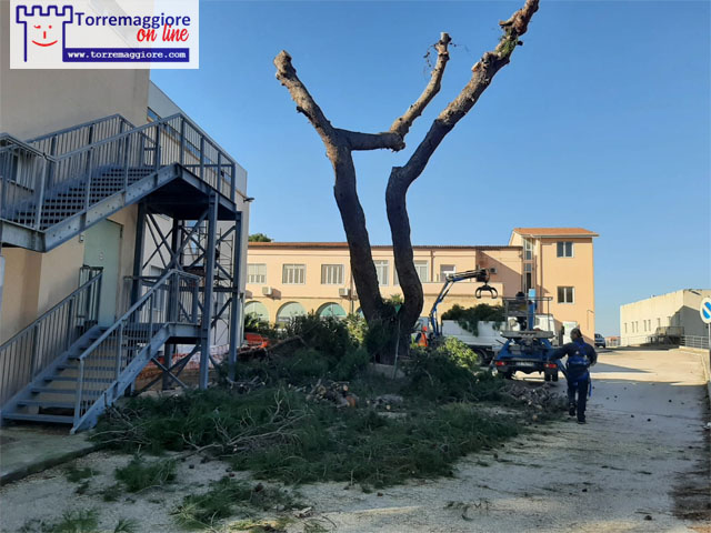 Tagliati alberi nel parco del PTA Nicola Bellantuono di Torremaggiore: benvenuto deserto anche qui!